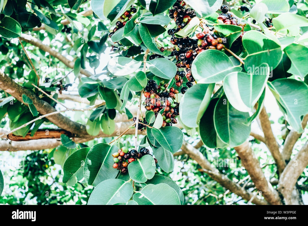 duhat fruit picture