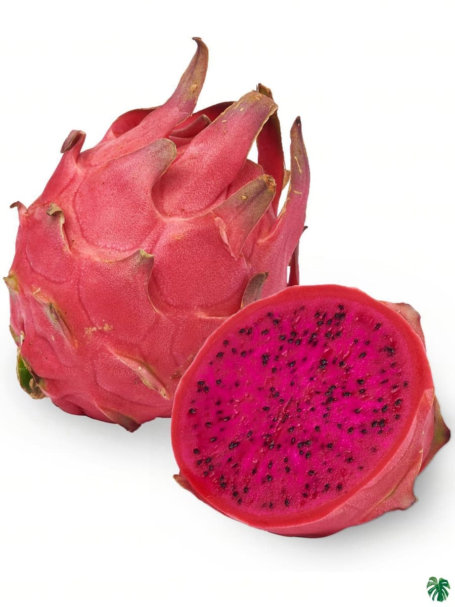 Buy Pink Dragon Fruit Plant Peppyflora 