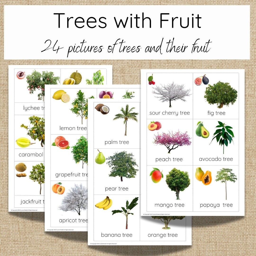 Buy Types Of Fruit Trees Online In India Etsy