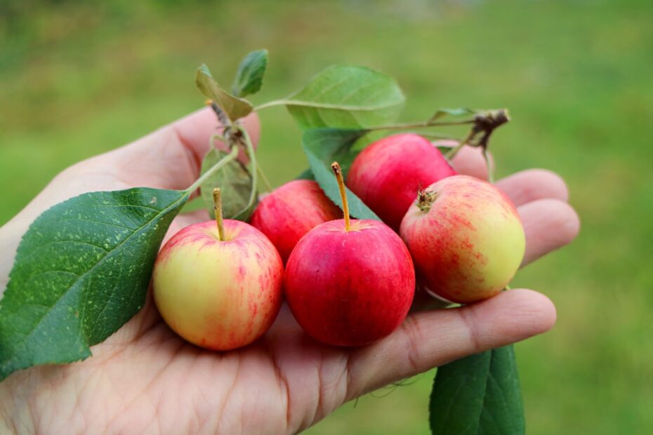 Can You Eat Crab Apples Yes Here s How Taste Of Home