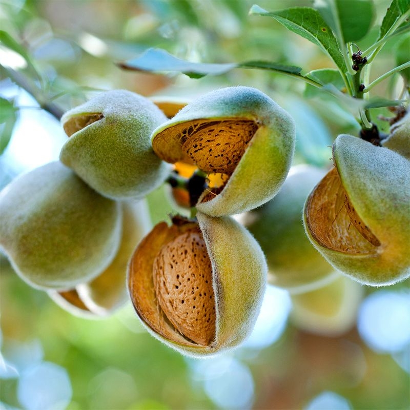 Carmel Almond Tree Stark Bro s