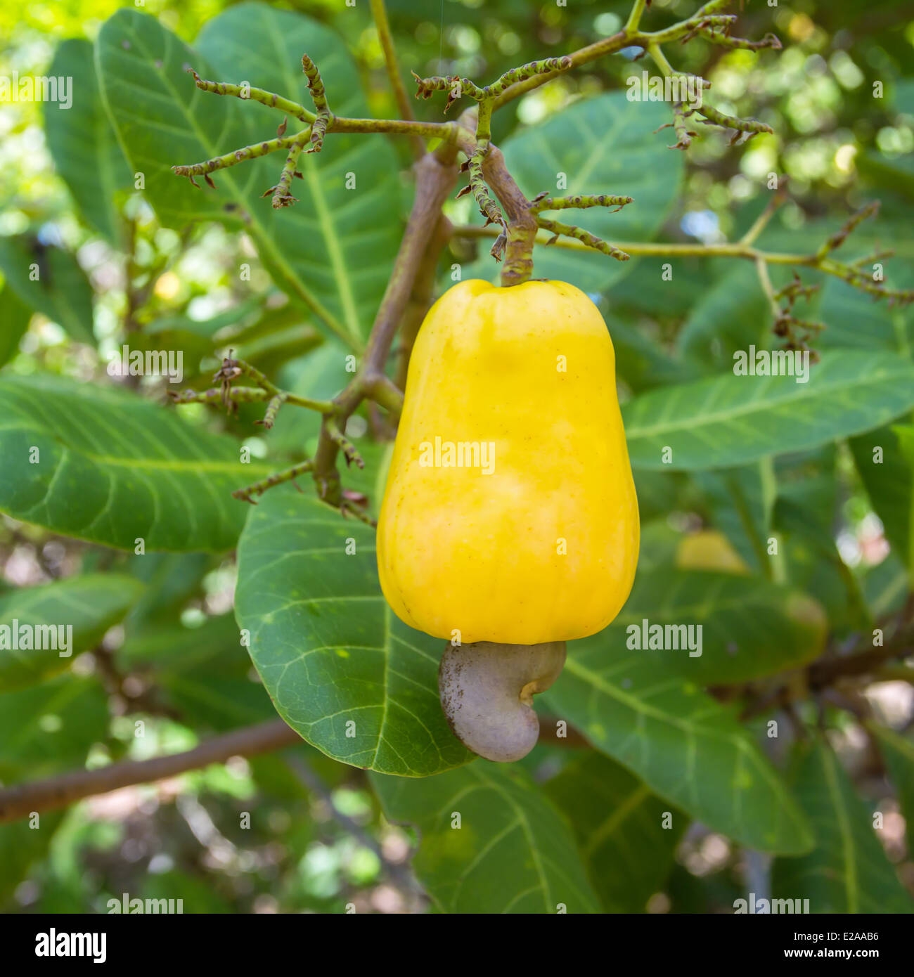 Cashew Fruit Anacardium Occidentale Growing On A Tree Stock Photo Alamy