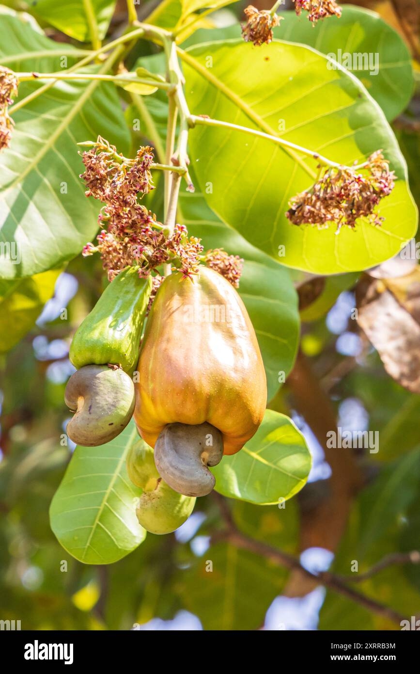 cashew nut fruit picture