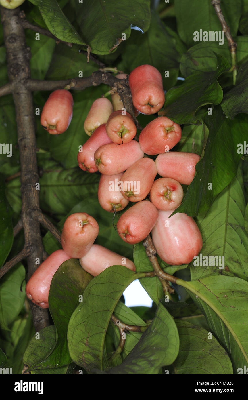 Cashew nut Anacardium Occidentale Close up Of Fruit Trinidad Trinidad And Tobago Stock Photo Alamy