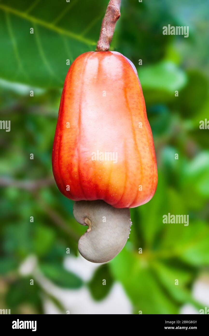 Cashew Nut Fruit Hi res Stock Photography And Images Alamy