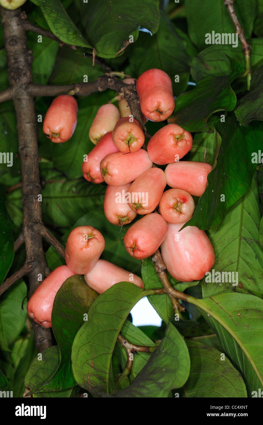 cashew fruit tree picture