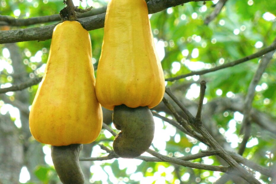 Cashew Wikipedia