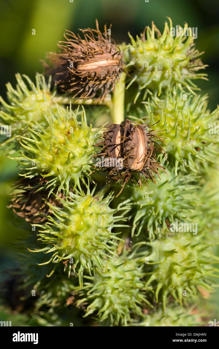 Castor oil Plant Castor Oil Plant Ricin Castor Bean Castorbean 