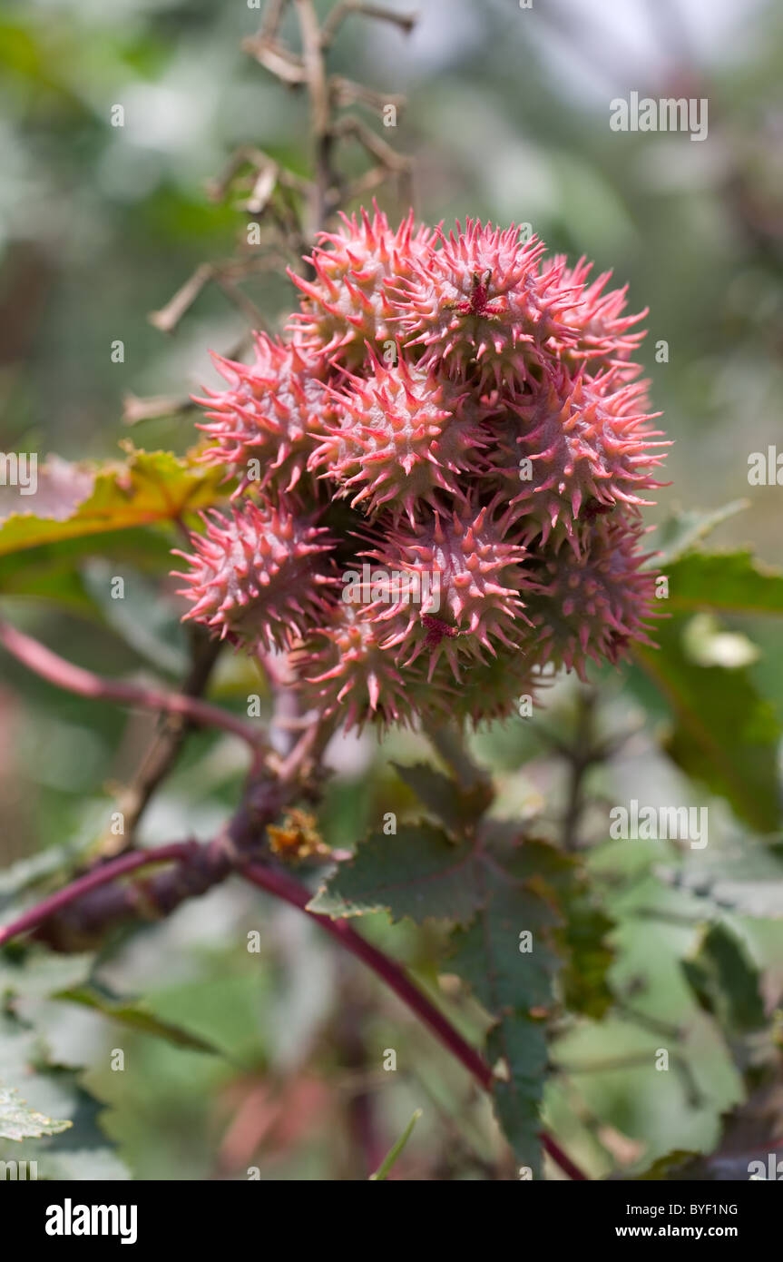 castor fruit picture