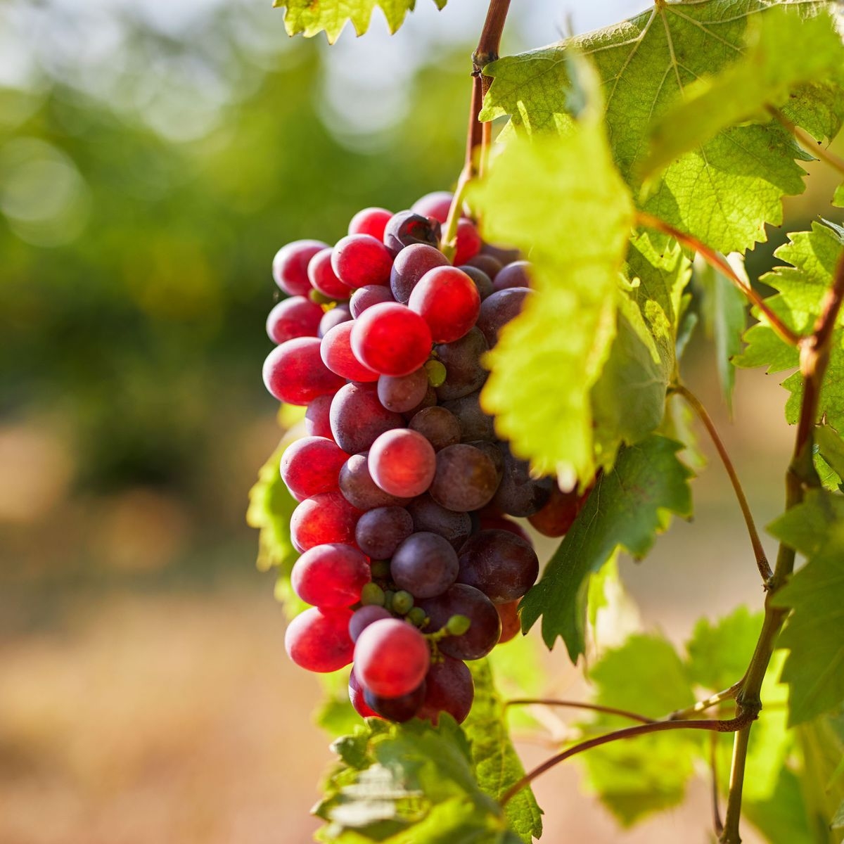 Catawba Grape Vines For Sale At Arbor Day s Online Tree Nursery 