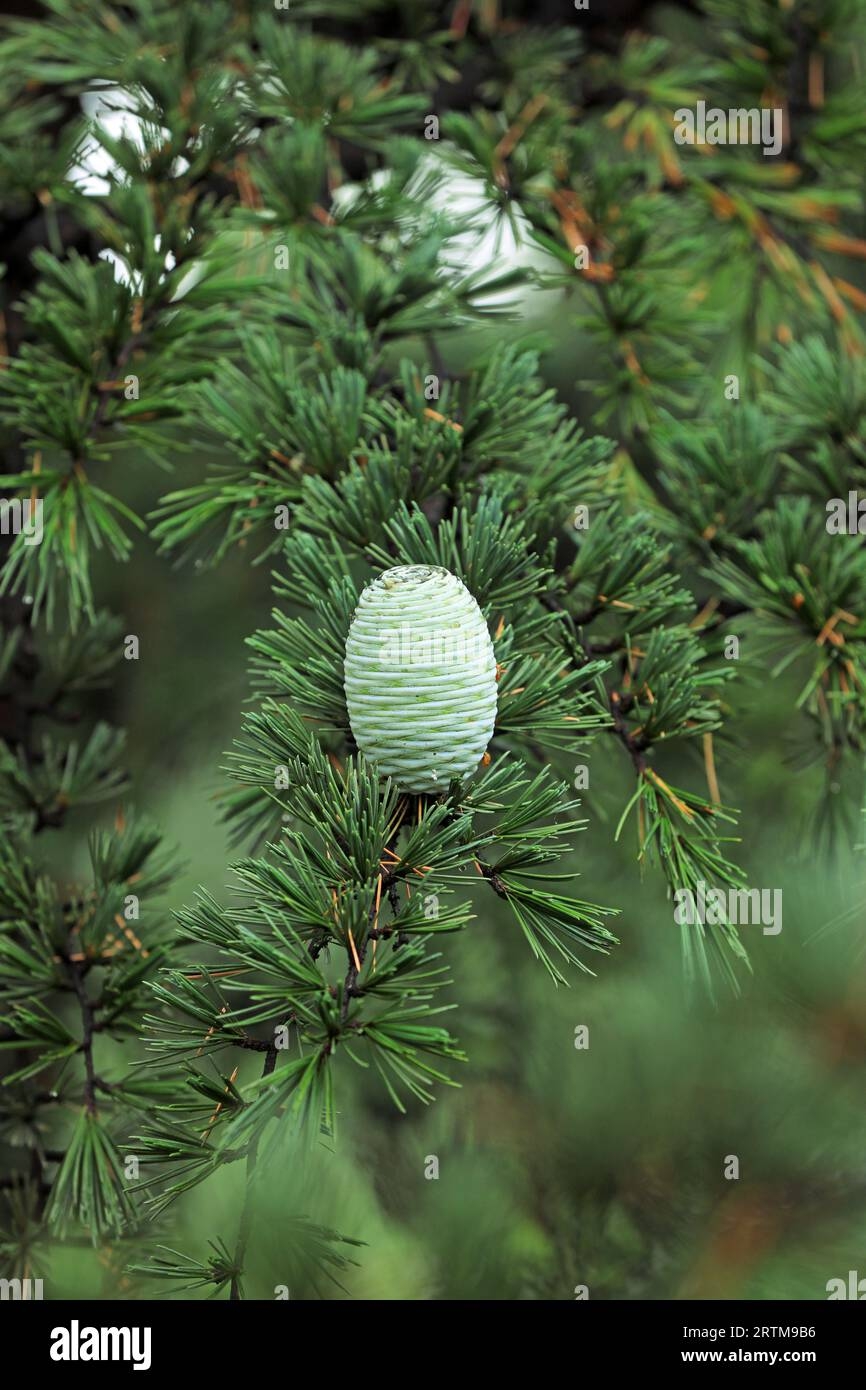 Cedar Fruit Hi res Stock Photography And Images Alamy