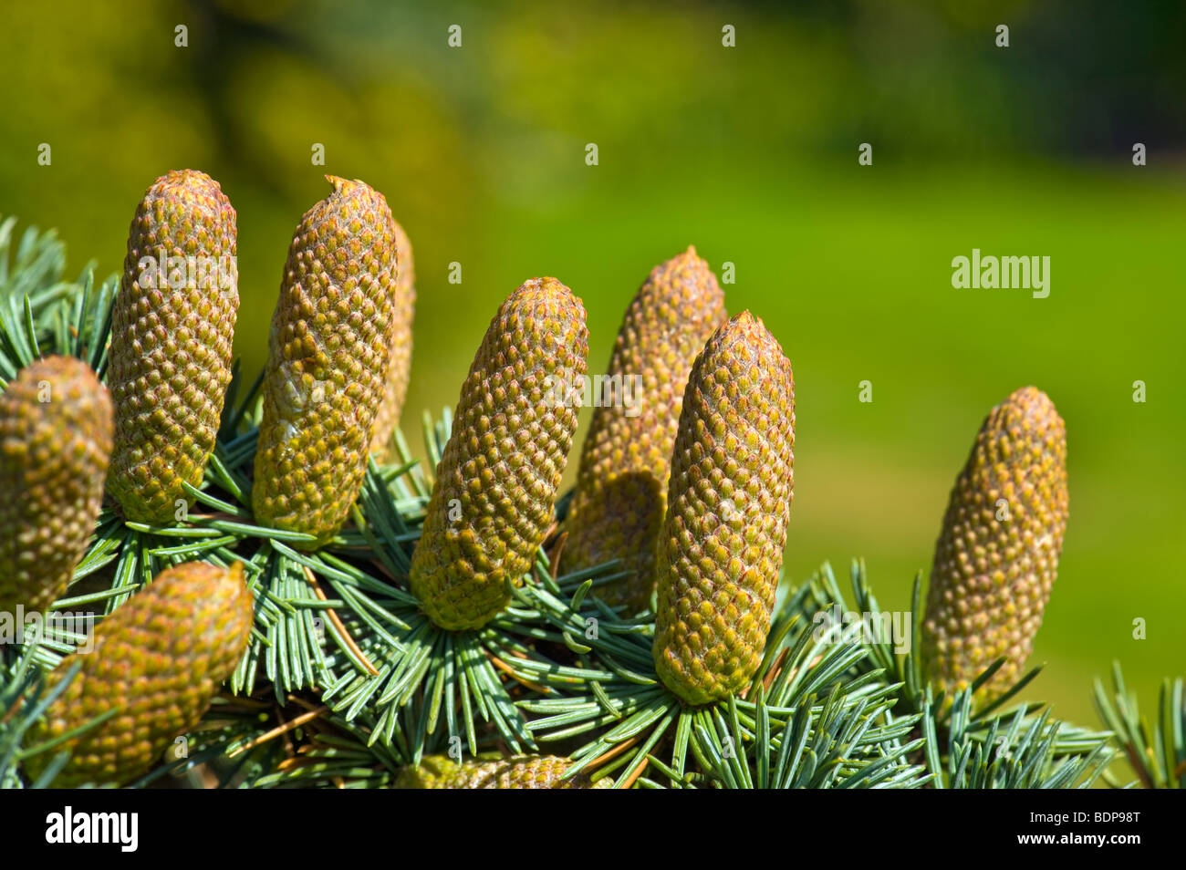 Cedar Fruit Hi res Stock Photography And Images Alamy