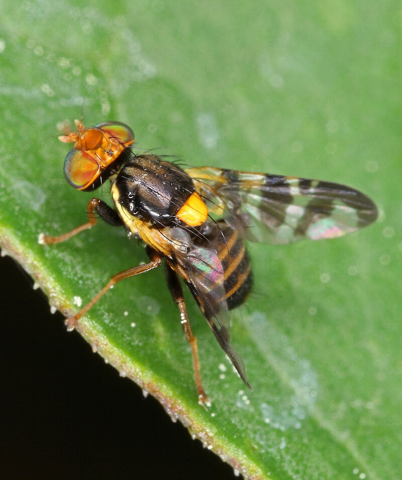 fruit fly pictures