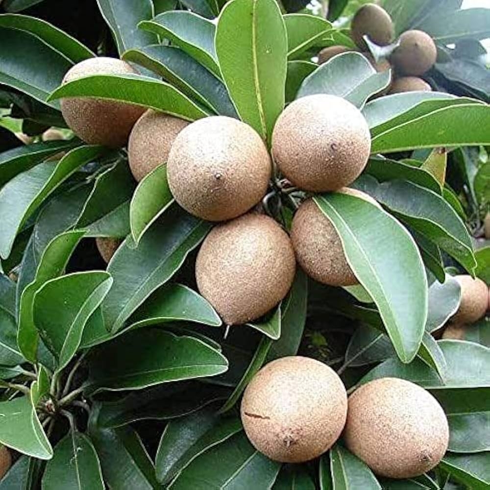 Chikoo Sapota Chiku Fruit Grown Amazon in Garden U0026 Outdoors
