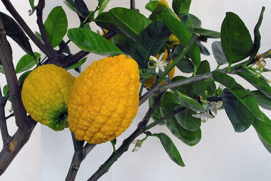 Citron Wikipedia