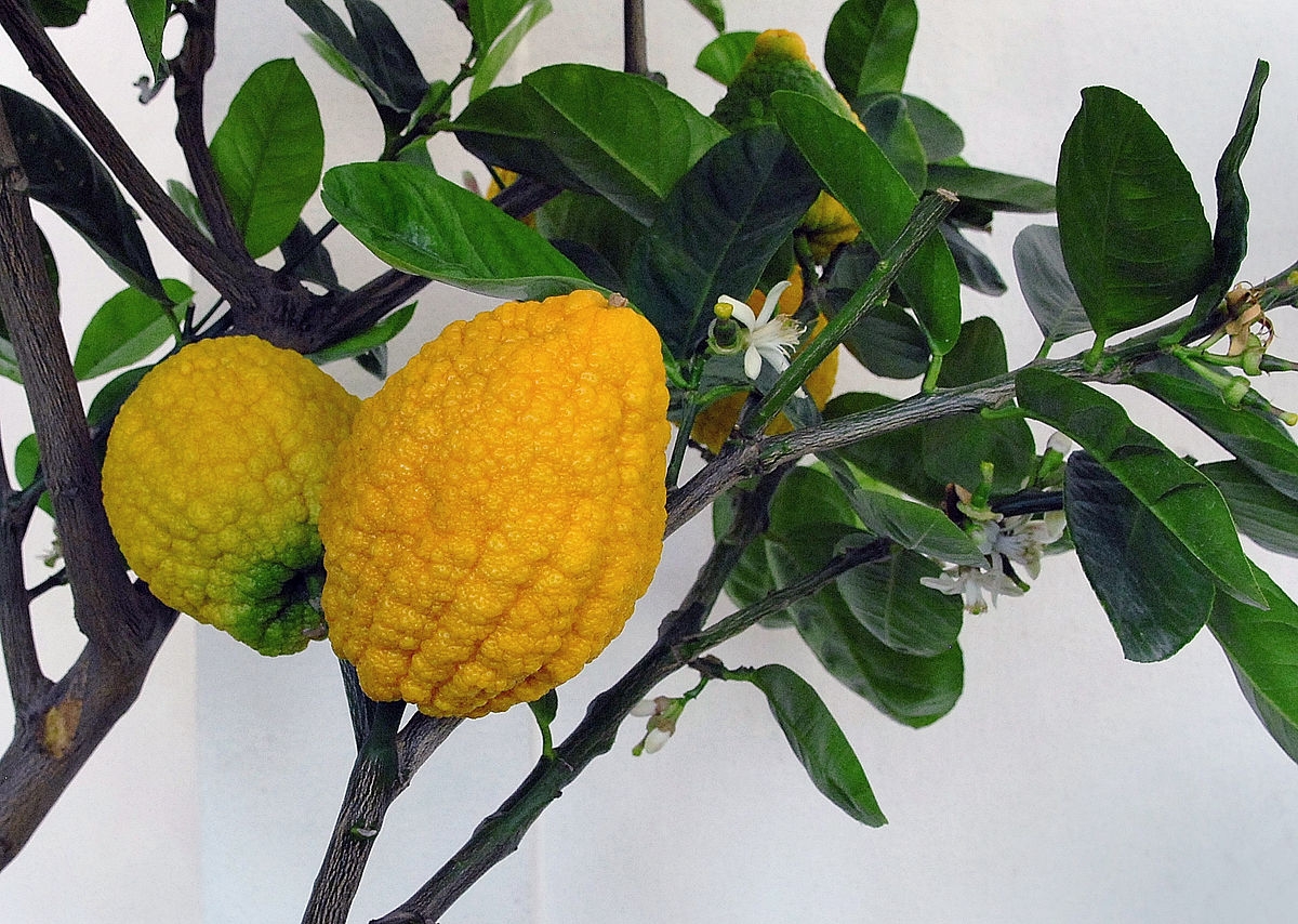 Citron Wikipedia