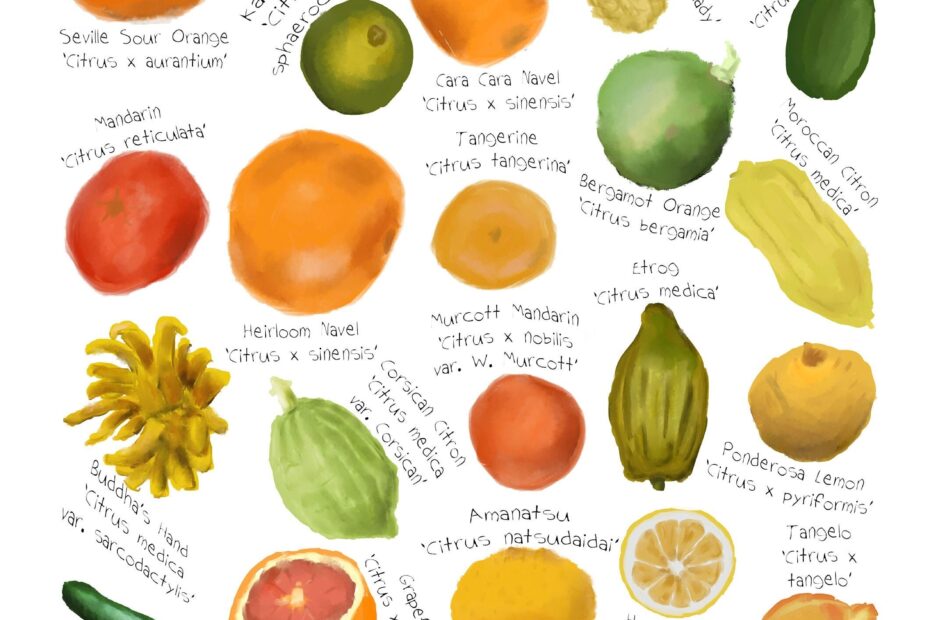 Citrus Art Print Fruit Identification Wall Chart Lemon And