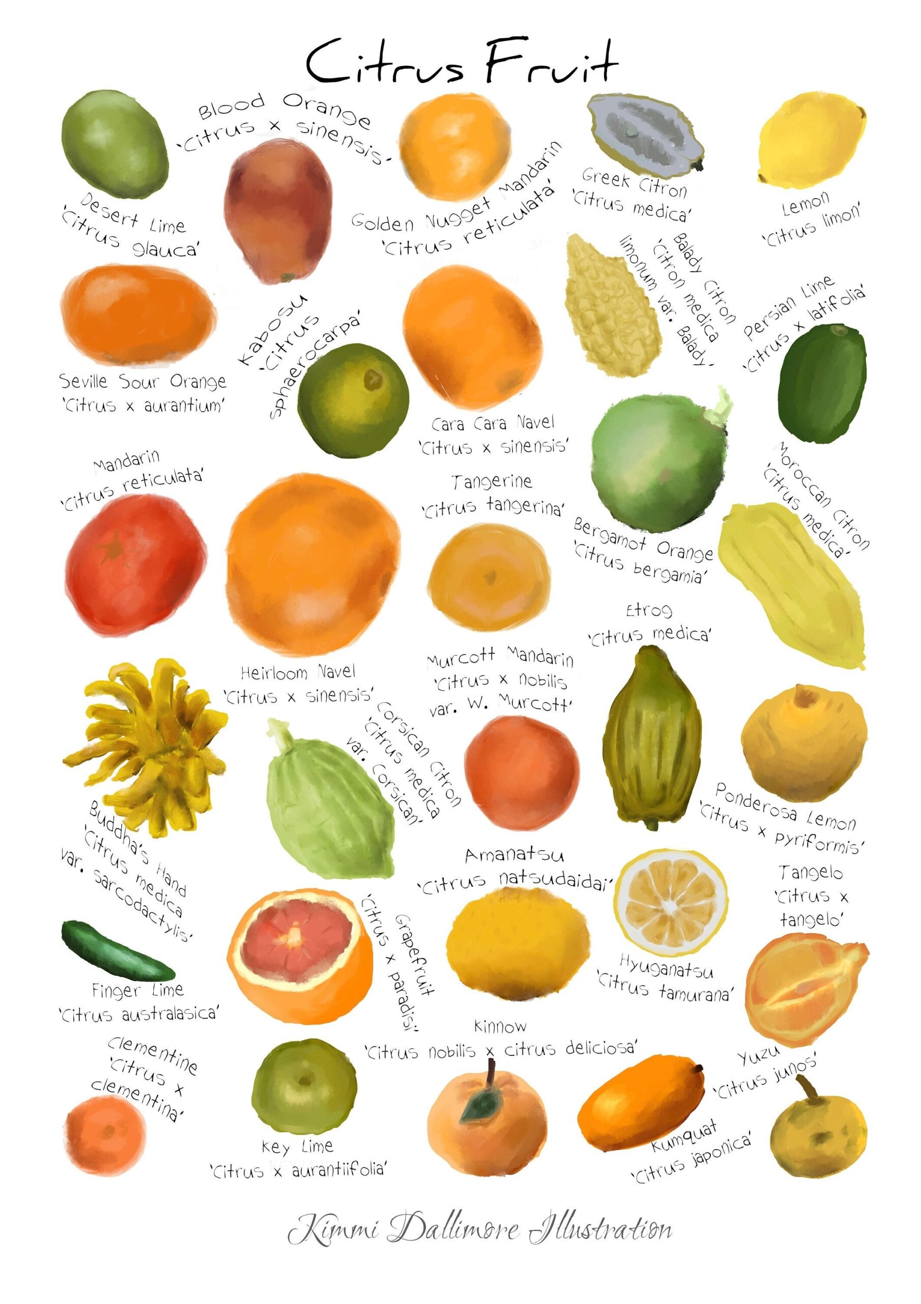 Citrus Art Print Fruit Identification Wall Chart Lemon And Orange Illustration Art Print Food Wall Decor A3 Art Print Etsy