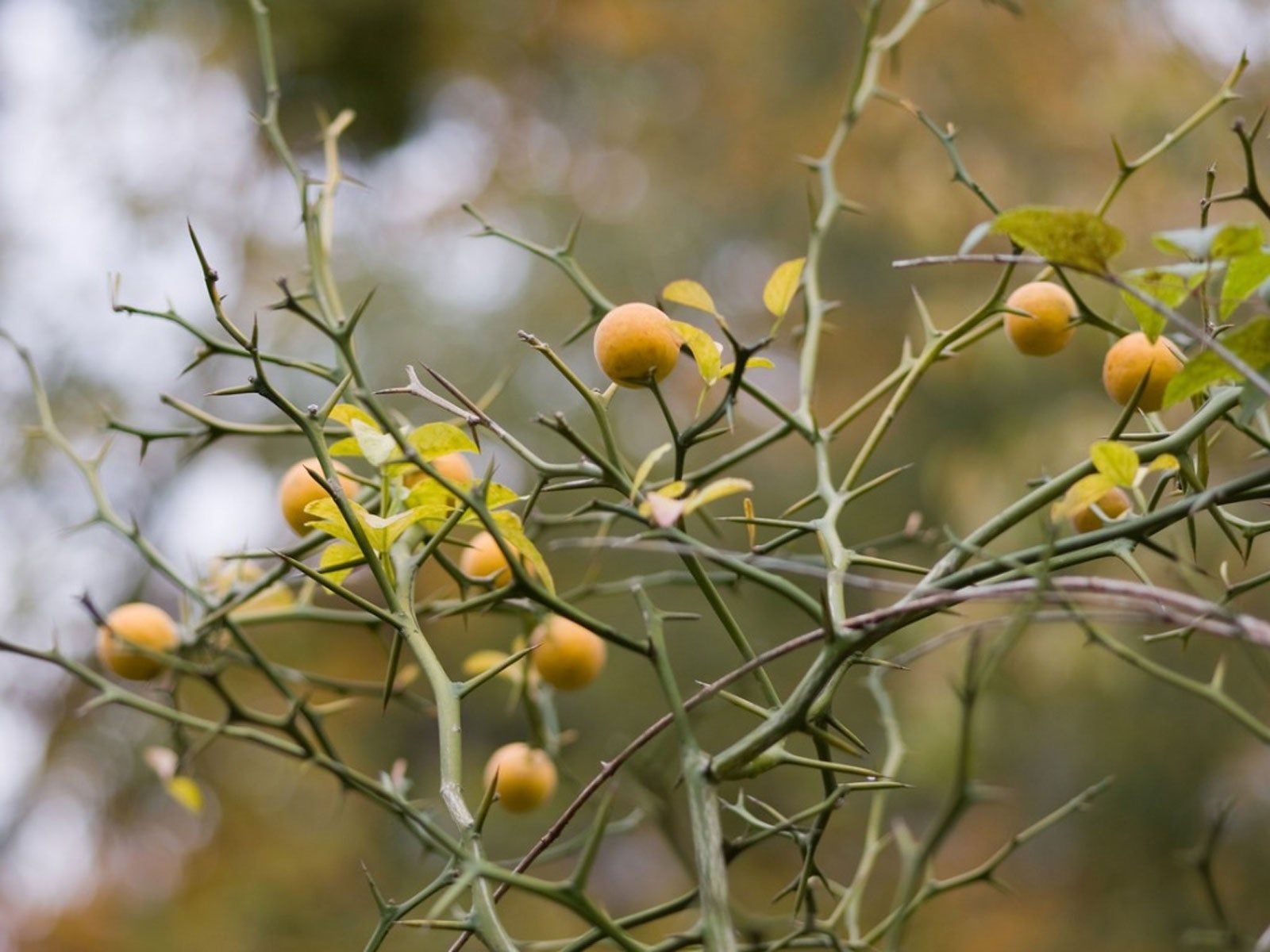 Citrus Fruit Thorns Reasons For Thorns On A Citrus Tree Gardening Know How
