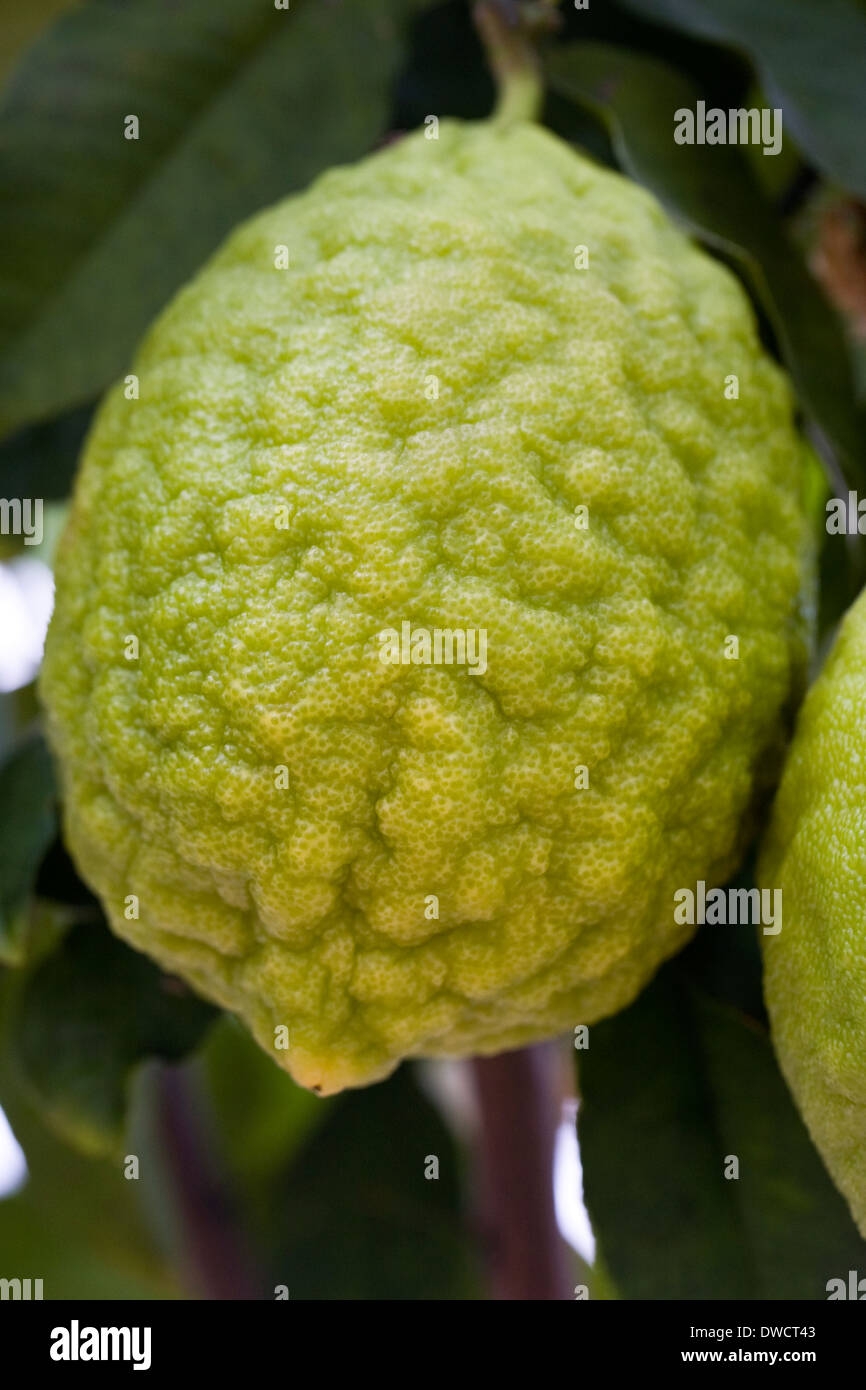 citron fruit picture