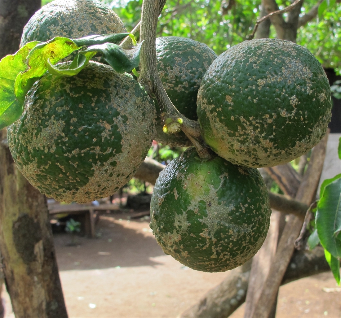 citrus fruit diseases pictures