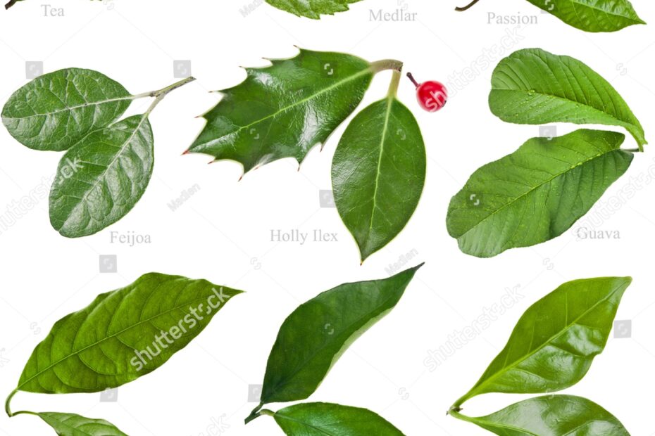 Collection Set Green Fresh Leaves Fruit Stock Photo 108874688