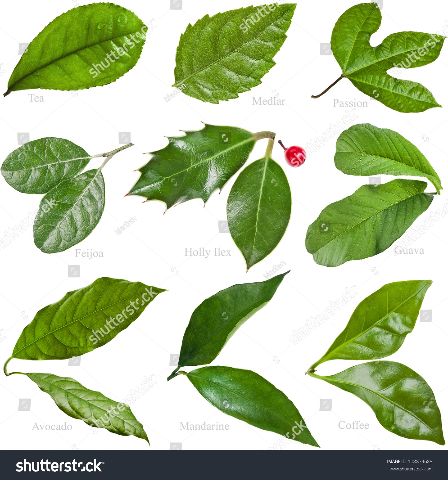 Collection Set Green Fresh Leaves Fruit Stock Photo 108874688 Shutterstock