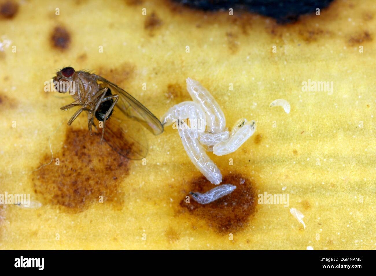 Common Fruit Fly Or Vinegar Fly Drosophila Melanogaster And Larvae Maggots It Is A Species Of Fly In The Family Drosophilidae It Is Pest Stock Photo Alamy