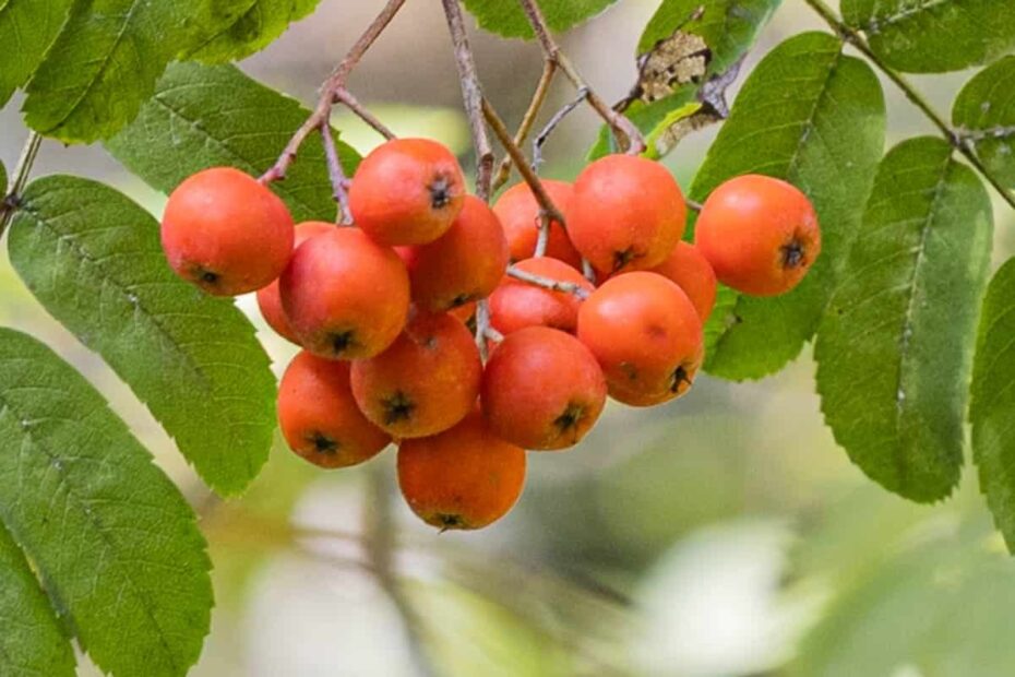 Cooking With Rowan Berries