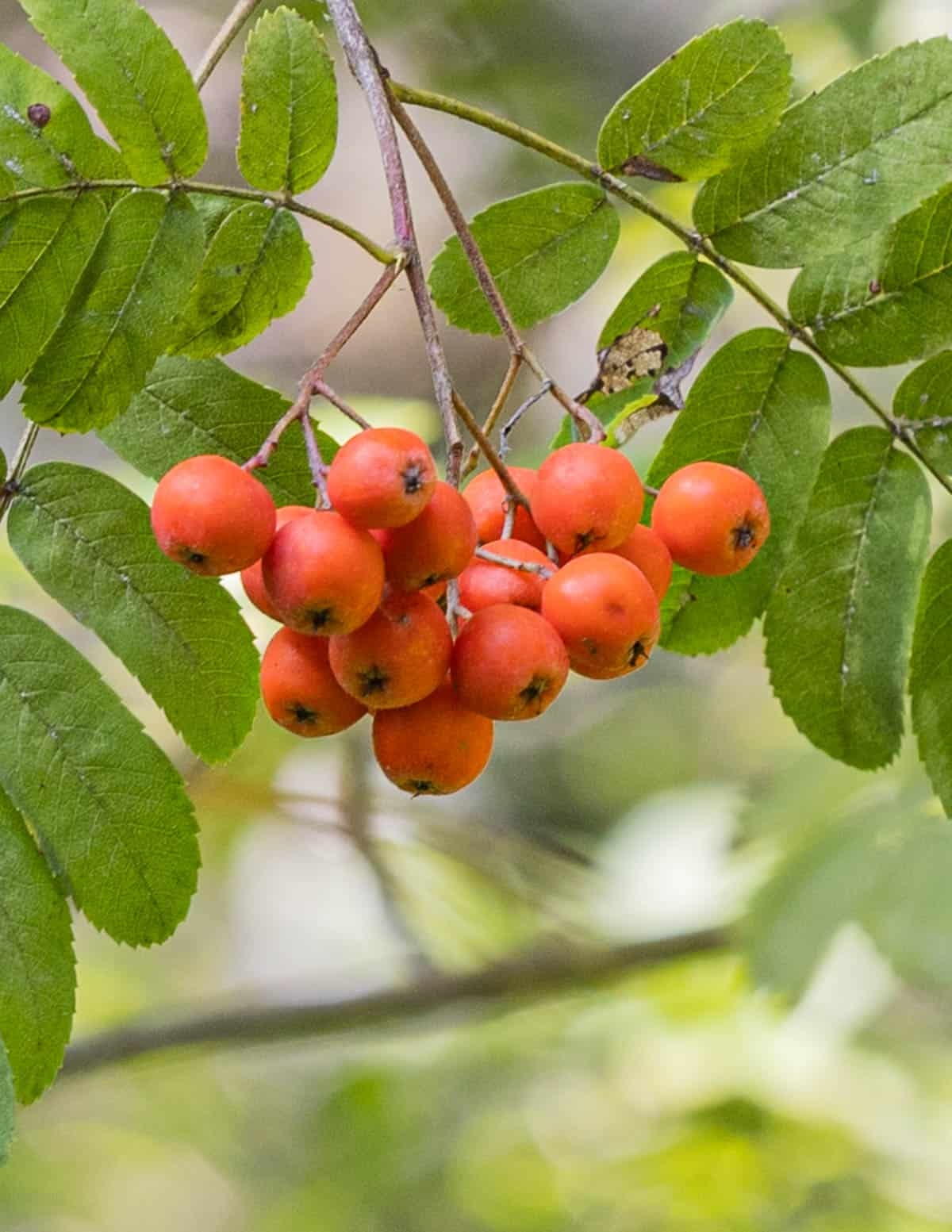 Cooking With Rowan Berries