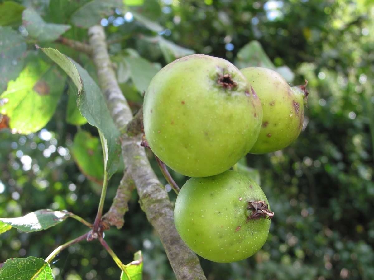 crab apple fruit pictures