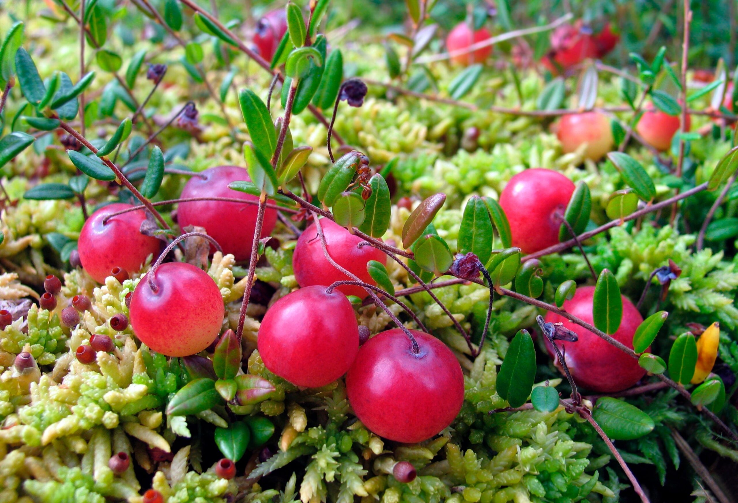 Cranberries Are A Scientific Delicacy Scientific American