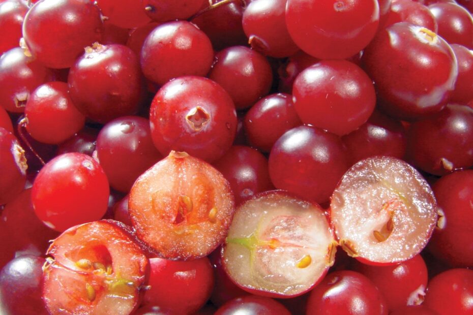 Cranberry Plant Fruit Description Cultivation Facts U0026 Species Britannica