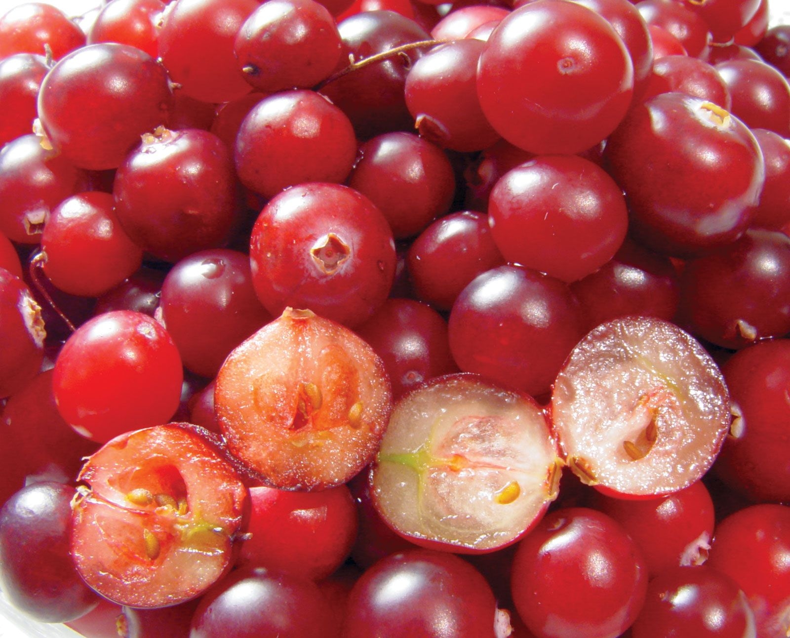 Cranberry Plant Fruit Description Cultivation Facts U0026 Species Britannica