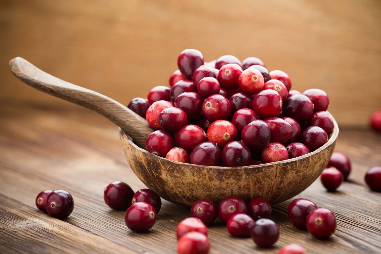 Cranberry Plant Fruit Description Cultivation Facts U0026 Species Britannica
