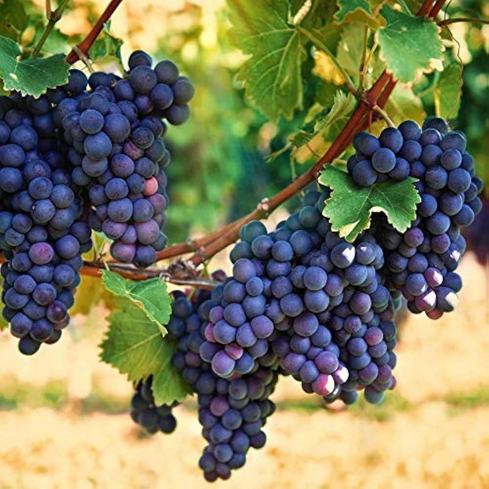 Creative Farmer Live Plant Grape Fruit Garden Sweet Grapes Vine Exotic For Home 1 Healthy Plant Amazon in Garden U0026 Outdoors