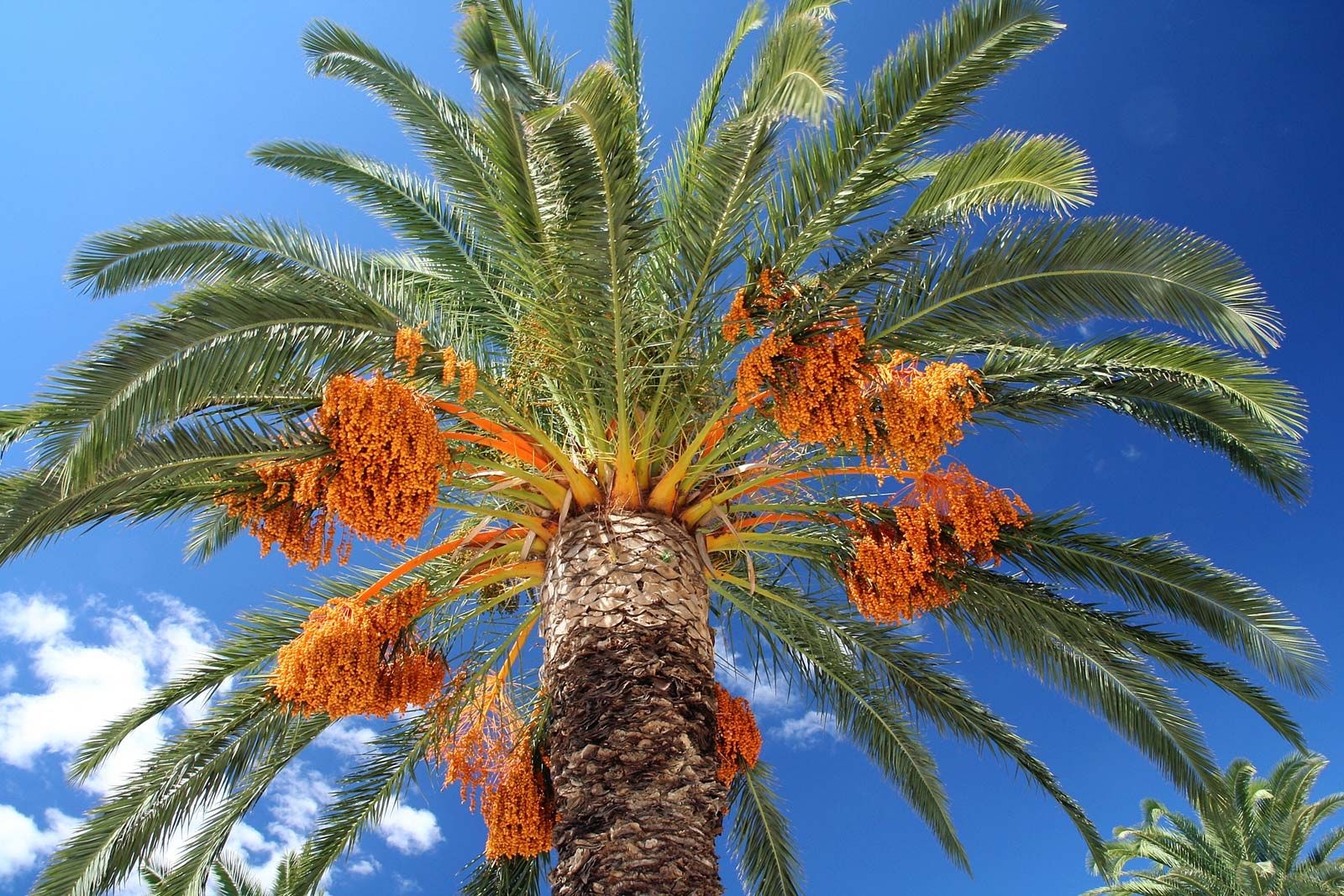 Date Palm Description Uses U0026 Cultivation Britannica