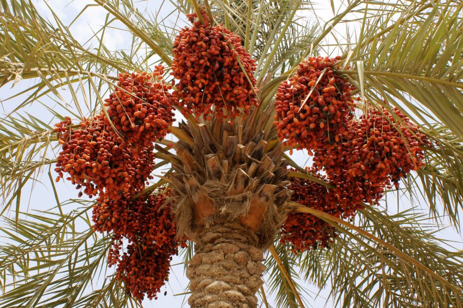 Date Palm Wikipedia