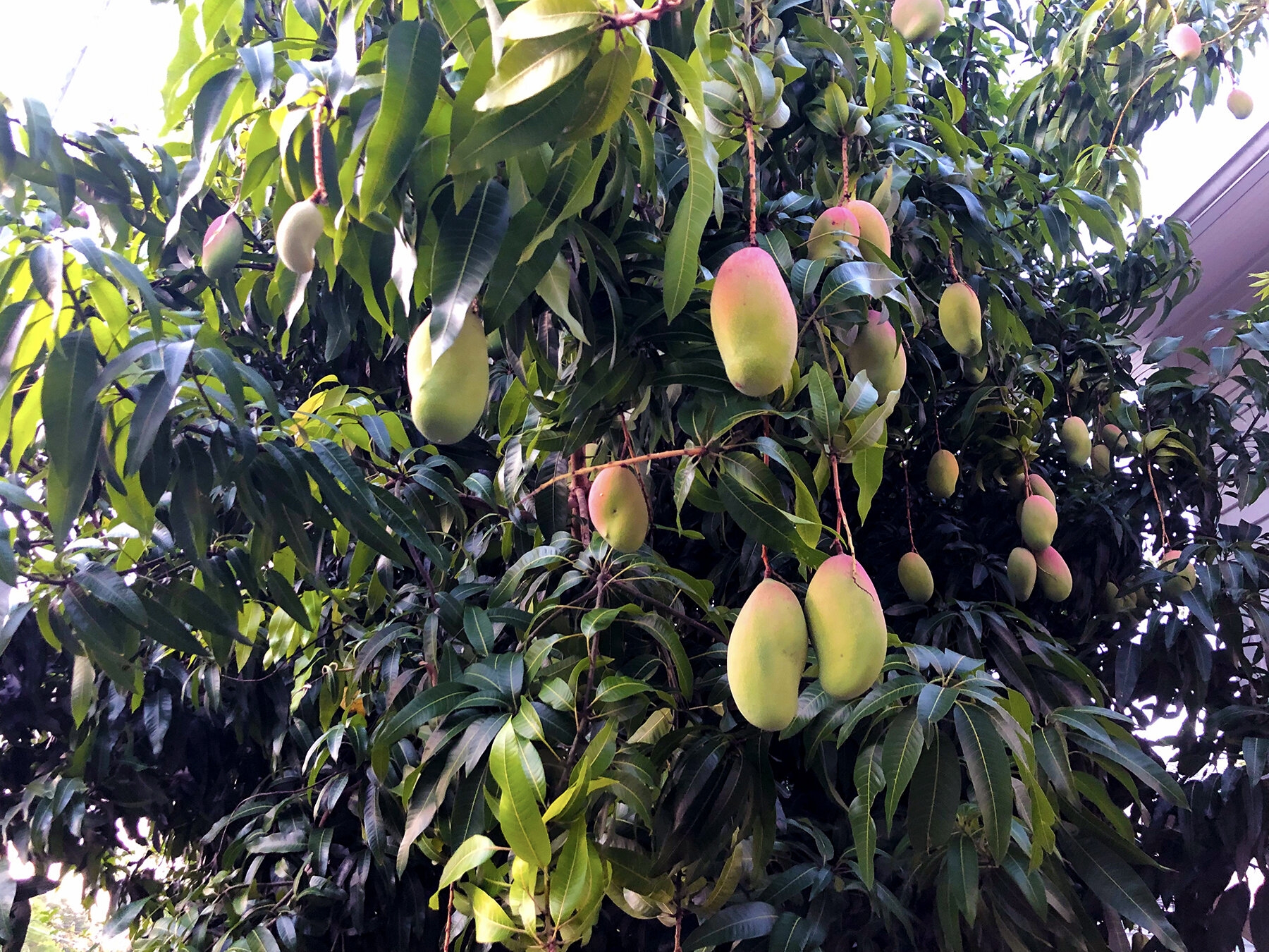 Despite Citrus Greening Southwest Florida Is Still A Fruit Tree Paradise Community Harvest SRQ Building Resilience Through Community