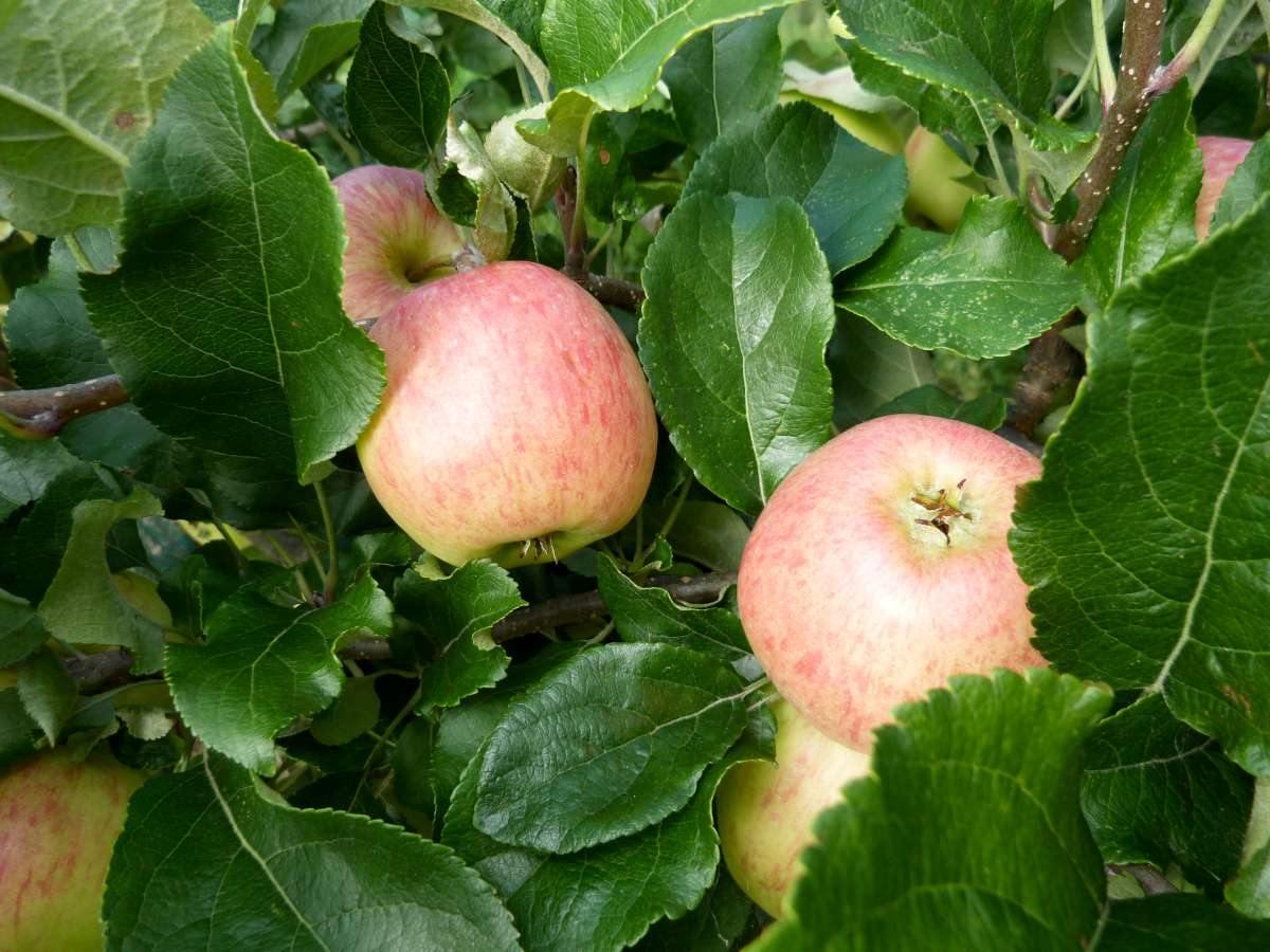 pictures of fruit tree leaves