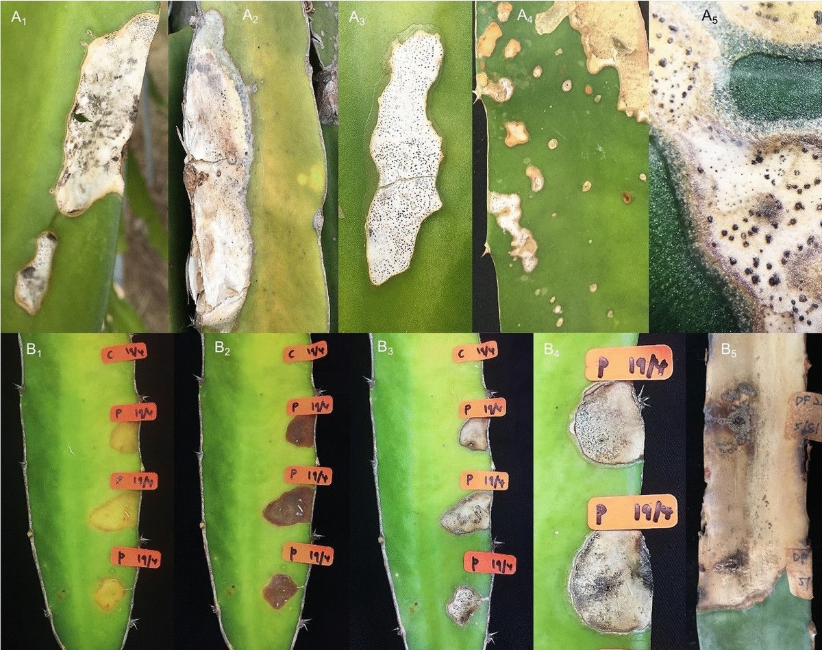 Diaporthe Species Causing Stem Gray Blight Of Red fleshed Dragon 