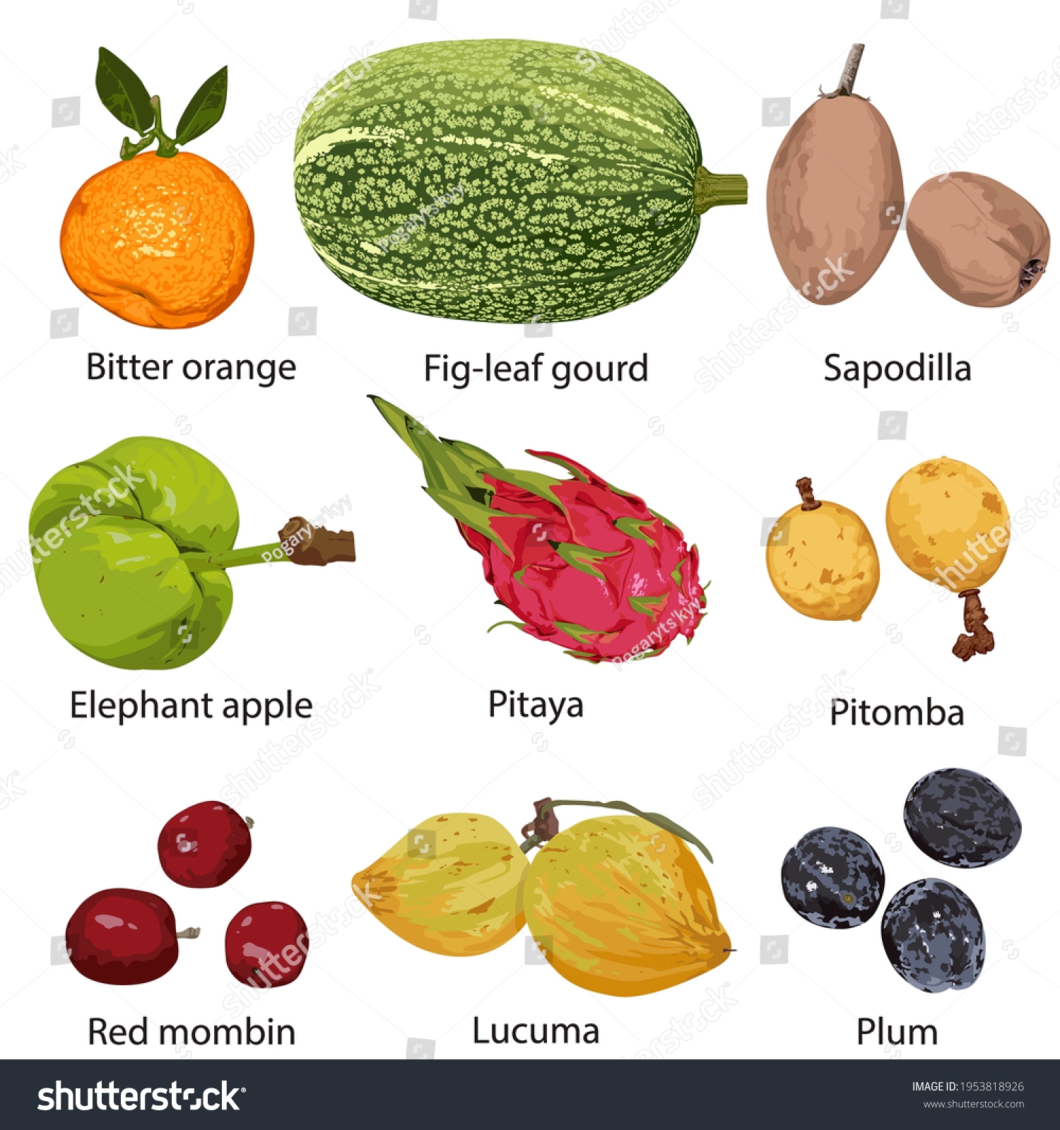 Different Fruits Names On White Background Stock Vector Royalty 