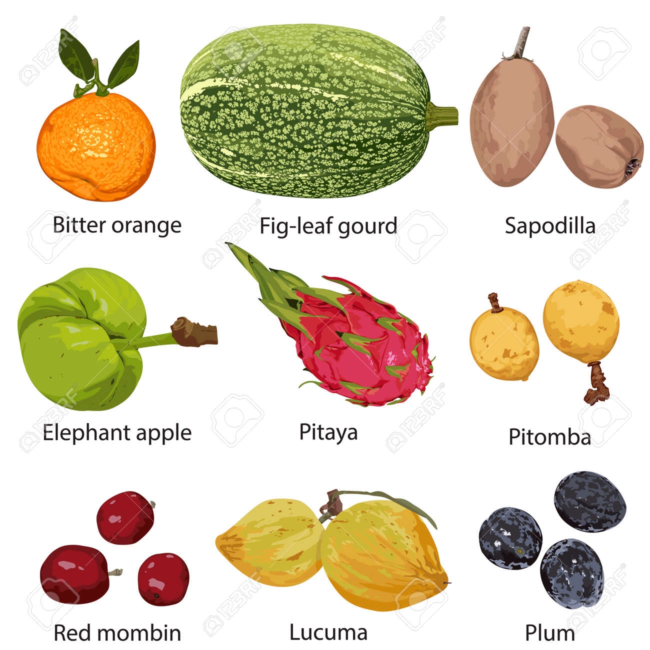 Different Fruits With Names On White Background Royalty Free SVG 