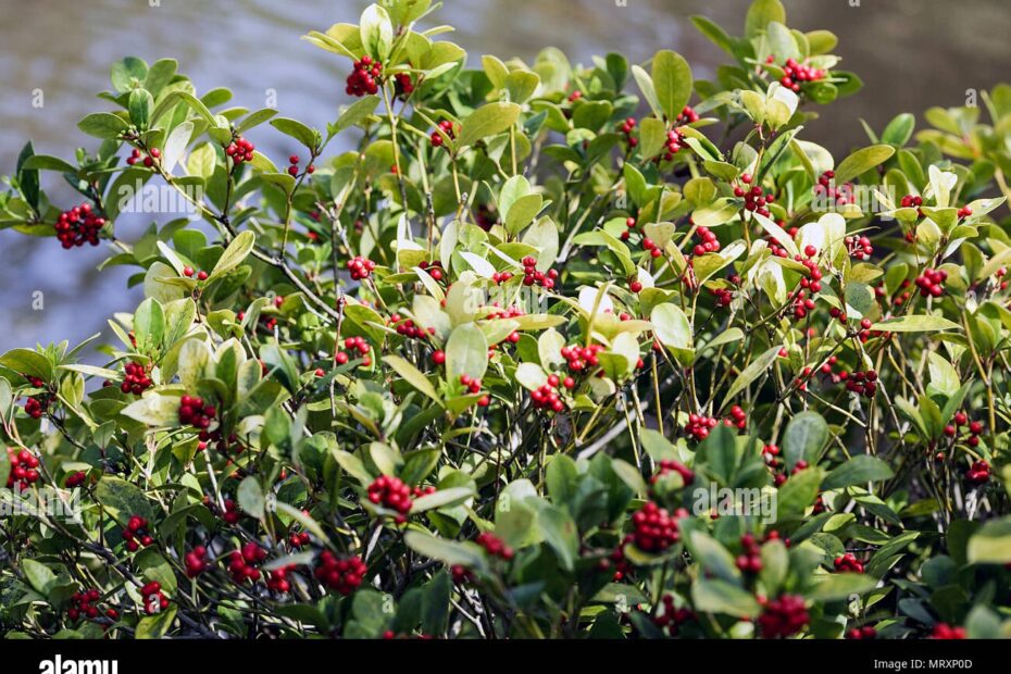 Dingle Berries Hi res Stock Photography And Images Alamy