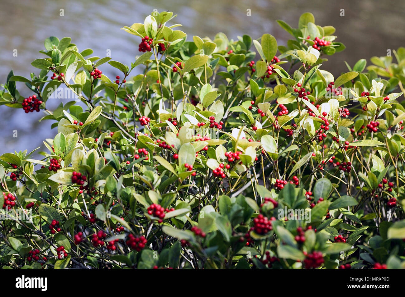 Dingle Berries Hi res Stock Photography And Images Alamy