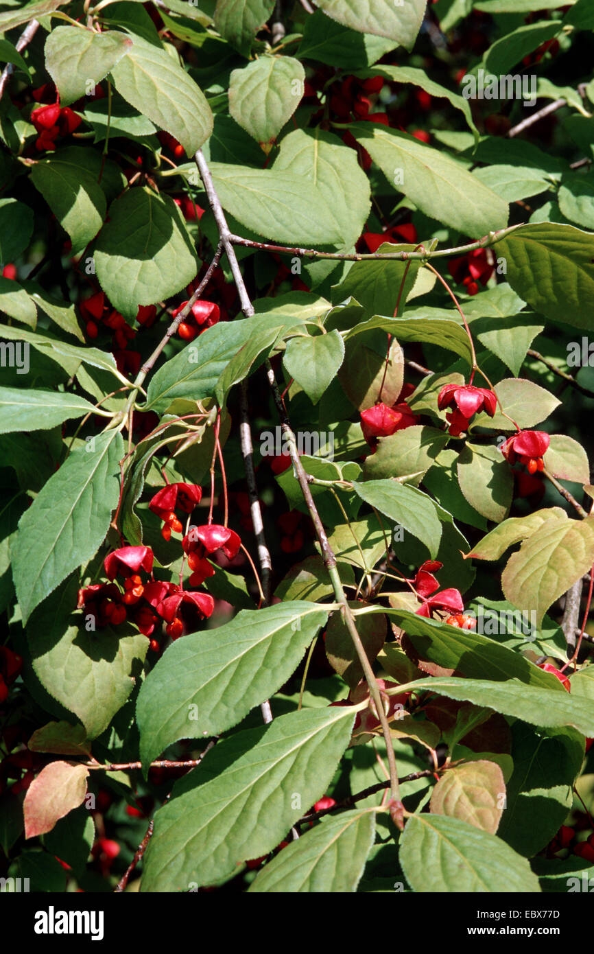 Dingle Dangle Tree Euonymus Planipes With Fruits Germany Stock 