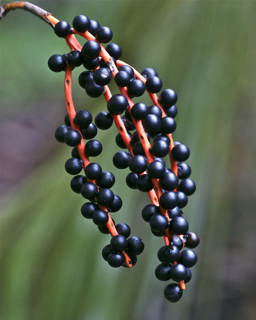 dingleberry fruit picture