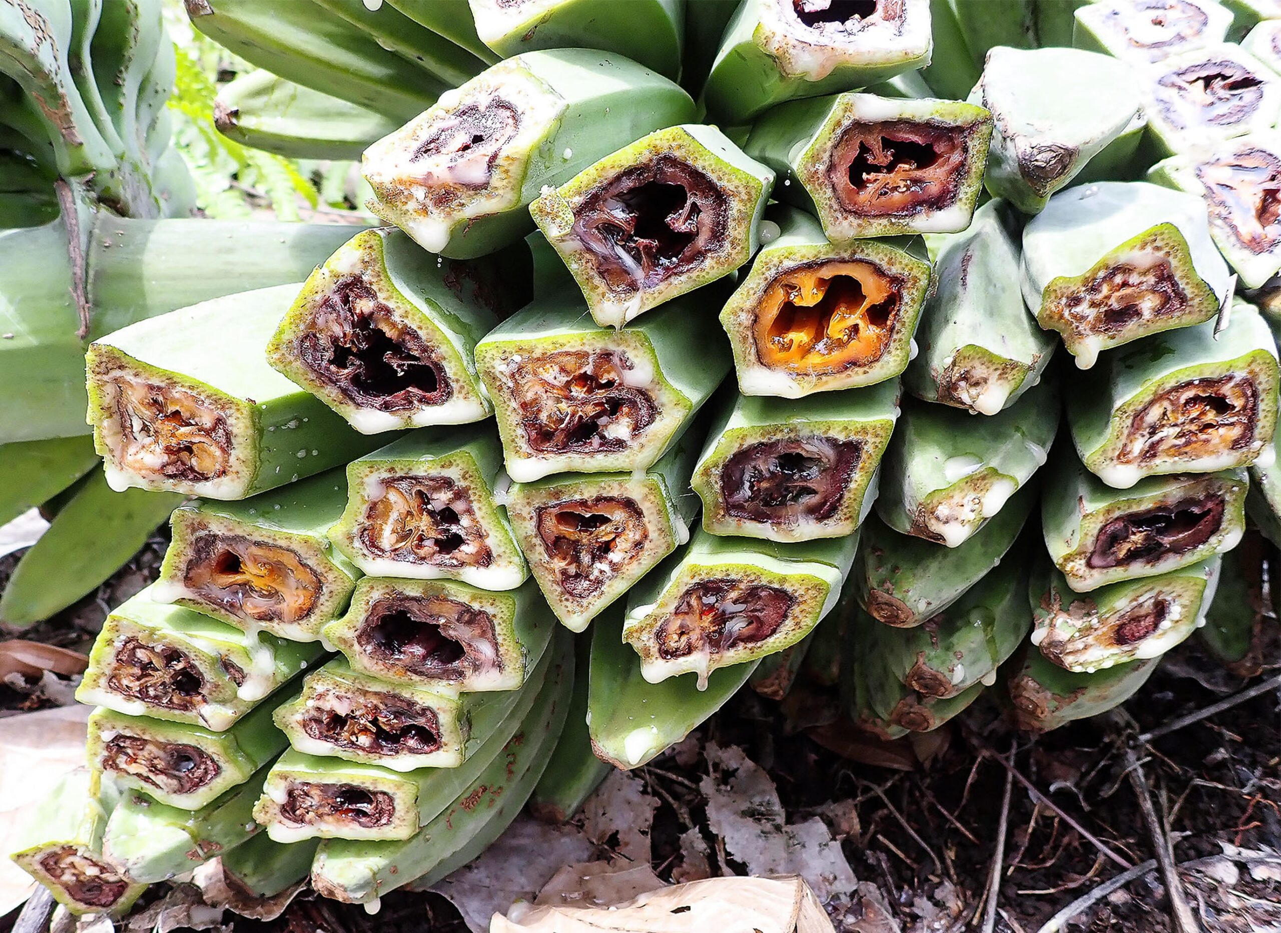 banana fruit diseases pictures