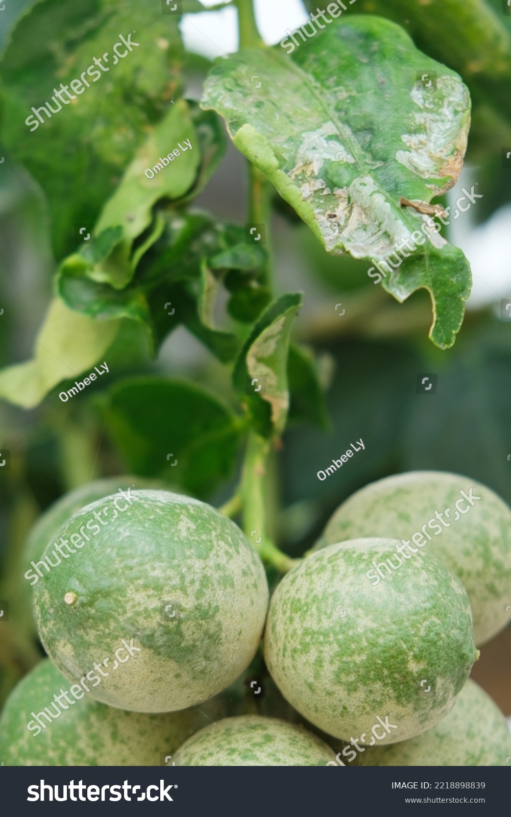 citrus fruit tree diseases pictures