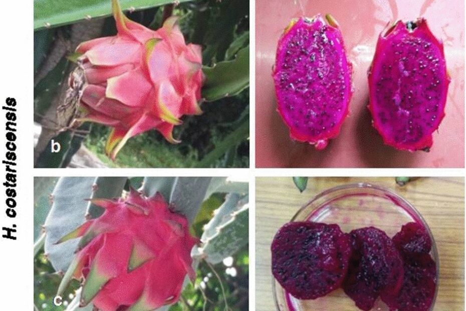 Distinguishing Three Dragon Fruit Hylocereus Spp Species Grown In Andaman And Nicobar Islands Of India Using Morphological Biochemical And Molecular Traits Scientific Reports